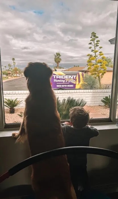 A dog and toddler watching the branded Trident Plumbing van out the window, from Ashley Ronan's Google review